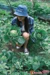 7、王智采摘卷心菜