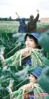 12、王智采摘長豆角